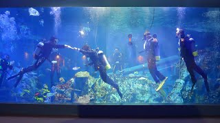 《鳥羽水族館》ライブ配信！令和5年度　水中入社式