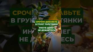 Срочно добавьте это в грунт толстянка #цветы #сад