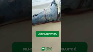 Filhote de baleia jubarte é encontrado em praia na Bahia