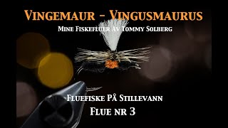 Vingusmaurus - Vingemaur. Fluefiske på stillevann 2022, maur, tørrflue, fluebinding