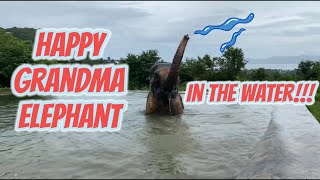 An Old Elephant Plays In The Water After Not Playing For A Long Time.