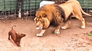 Tiny Dog Tossed Into Lion’s Cage—What the Lion Does Next Will Amaze You!