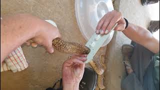 Cape Cobra stuck in old electrical box