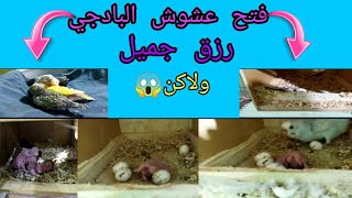 فتح عشوش المزرعه بالمختصر فرجه ممتعه وموت فروخ فيديو جميل وقصير mohamed_fouad#