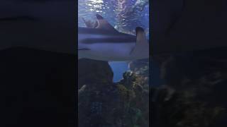 National aquarium Malta  part 1