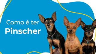 COMO É TER UM PINSCHER: COMPORTAMENTO, CUIDADOS ESSENCIAIS E CURIOSIDADES