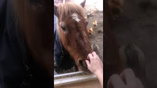 Лошадь стучится в окно! Покорми меня 👩‍🌾🐴 | #лошадь #фермер