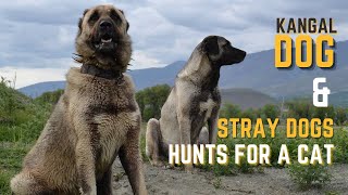 Stray dogs hunt for a cat in this incredible animal video - Kangal Dog