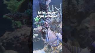 imperactor comiendo aiptasias