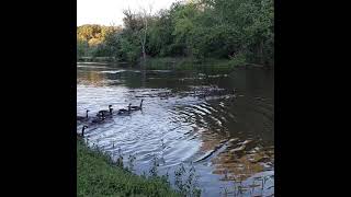 lake Station Indiana ducks in a row on river 😎