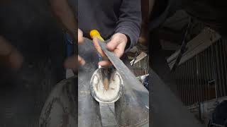 #satisfying #asmr #farrier #horse #satisfyingvideo #shorts