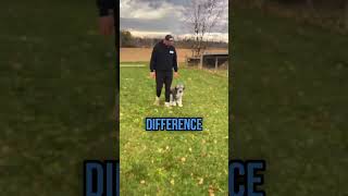 Well-Behaved, Obedient Dog - Testimonial - Dog Training