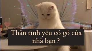 CHỌN MỘT TỤ BÀI: THẦN CUPID (THẦN TÌNH YÊU) CÓ GÕ CỬA NHÀ BẠN ?