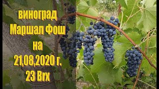 Виноград МАРШАЛ ФОШ (Marechal Foch) на 21,08,2020г. Технический сорт винограда описание.