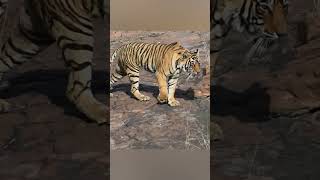 Chal diya shikar pe #tiger #ranthambhorenationalpark