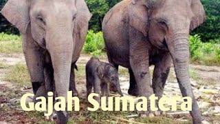 Gajah Sumatra besar