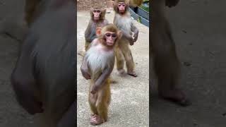 What are they looking for #youtubeshorts #monkeys #monkeybaby #monkey