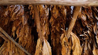 Cuba: Tobacco in Vinales Valley! - Episode 2 - Sneak Peek 4