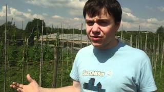 Vegetable Garden in Self Sustainable Farm