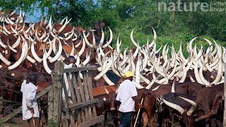 RWAGITINWA MUGITI KIMWE NDU mugabo mugitaramo barantasha iyobahamagaje kurutotA ruza runitaba