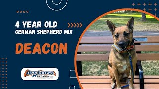 German Shepherd Mix, 4 y/o, “Deacon” | Amazing German Shepherd Training