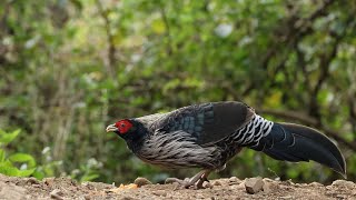 Watch the Majestic Khalij Pheasant Enjoying Morning Feast!