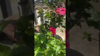 #yt #plants #terracegarden #gardening #garden #repoting #ಗಿಡ #ytshorts #ytshortsindia #shortsvideo