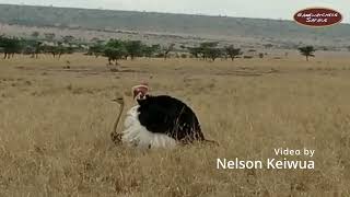 Ostrich Mating in Olare Motorogi Conservancy, Maasai Mara