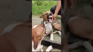 super funny dog