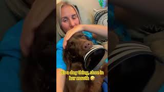 Anybody else’s dog loves shoes 🤣 #dog #youtubeshorts #funny #shorts