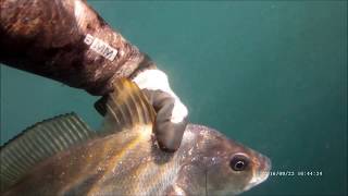 Pescasub Misto e Grossa Orata Chioggia Pellestrina 09.2016