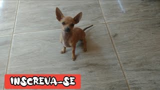 filhote de pinscher mini 3 meses