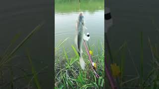 mancing di korea|| strike baby fish #mancing #fishing #angler #mancingdikorea #câu #pangingisda