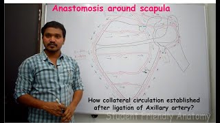 Anastomosis around scapula & Establishment collateral circulation after ligation of Axillary artery