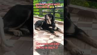 Cat love Gog tuh inshan kyu nahi🤭 #dog #cat #doglover #catlover #india #uttarakhand #support 🙏👈🫶