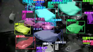 Fish tracking by using Meta AI's SAM2