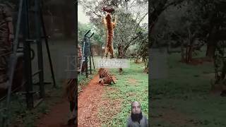 Bangal Tiger long Jump #tiger #animals #lion #wildlife #youtube #status #km92 #shortvideo #zoo