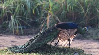 Green Peafowl  Pavo muticus imperator in West Thailand