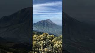 Edelweis ,merbabu via suwanting 🍃⛰️