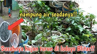 Suasana pedesaan di kecamatan sutojayan Blitar pasca kemarau panjang!! hujan pada nampung air