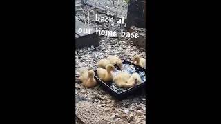 Baby ducklings 1st day at home