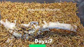 Mealworms eating Chicken Heart, Meat and Kidney (Lamb) - 10000 mealworms