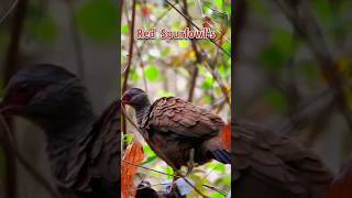 Red Spurfowl's #wildlife