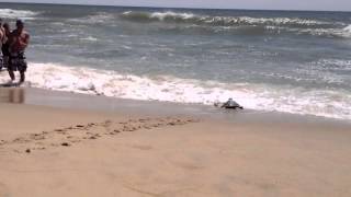 Sea Turtles Released at Long Point Beach