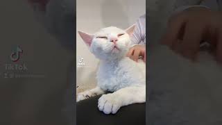 Devon Rex, девон-рекс