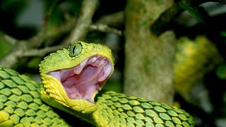 10 Snakes That Could Kill You in One Bite: The Top 10 Most Dangerous" #snakes #amazing #wildlife