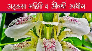 अडुळसा औषधी वनस्पतीची माहिती व उपयोग | Adulsa Plant Information and Benefits