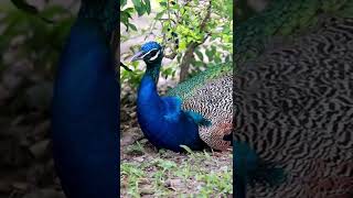 peacock #animalshorts #viralvideo