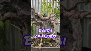 PROGRAM BONSAI FICUS ON THE ROCK