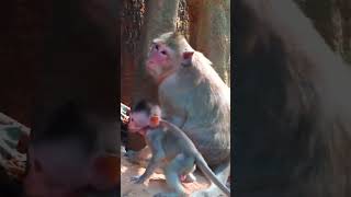 Ep409. Adorable Monkey Has the Cutest Reaction to Meeting a New Friend